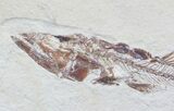Superb Eurypholis Fossil Fish - Lebanon #36947-3